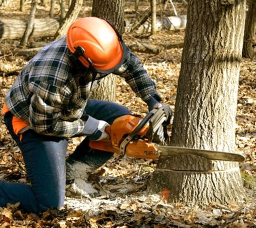 Tree Removal in Coalmont, TN